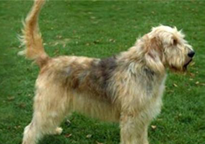 獵犬的訓練方法-  奧達獵犬的品種簡介