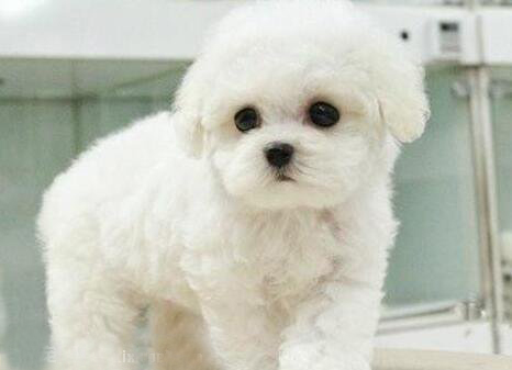 比熊犬多大適合訓練 - 訓練比熊犬的方法,薩摩耶