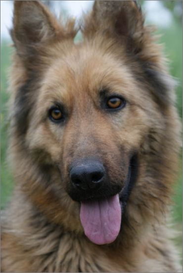 德國牧羊犬訓練方法,德國牧羊犬幼犬的訓練方法