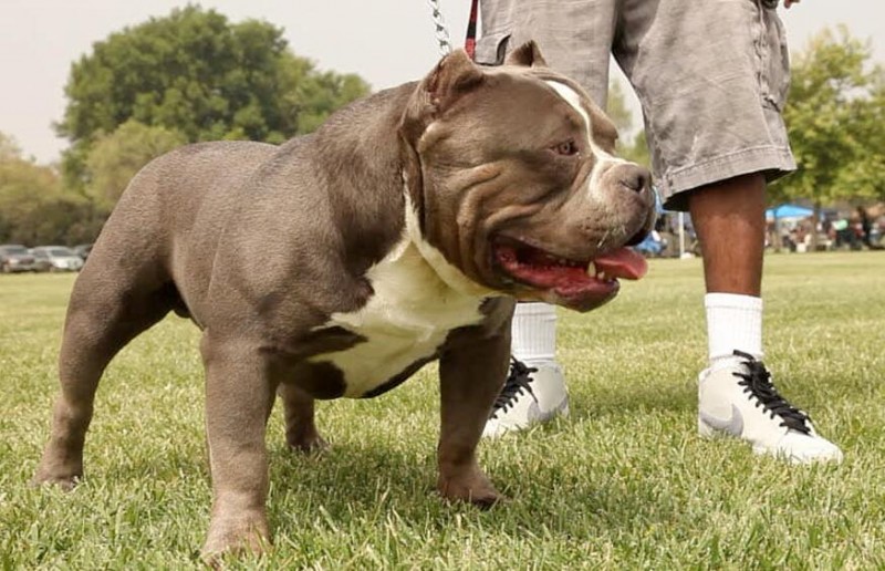 常見的伴侶犬有哪些？十大最佳家庭伴侶犬排名