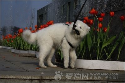 讓狗狗心甘情愿佩戴牽引繩,什么樣能算好的牽引繩