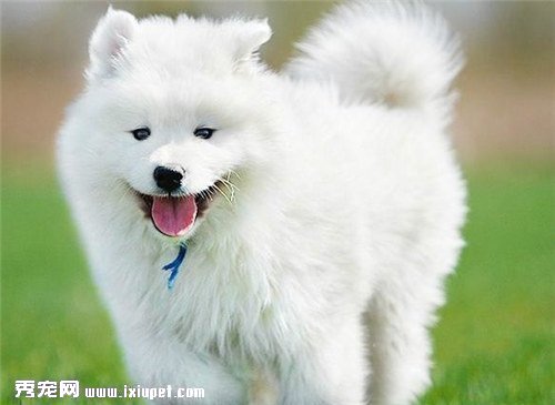 訓練薩摩耶犬與主人隨行,薩摩耶好訓練嗎