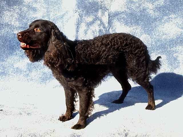 美國水獵犬怎樣訓練,美國水獵犬怎么養