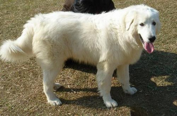 大白熊犬的訓練方法-  怎么讓大白熊犬學會趴下