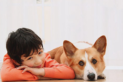 柯基犬的訓練方法-  訓練柯基犬打滾兒