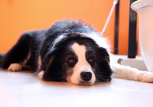 對狗狗進行犬籠訓練很重要,如何馴服狗狗的撲咬