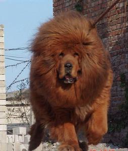 藏獒的訓練方法-  飼養藏獒要請注意哪些問題