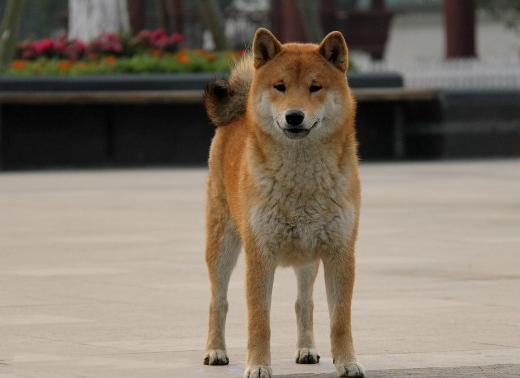 柯基和柴犬哪個更好打理,柴犬不聽話怎么辦