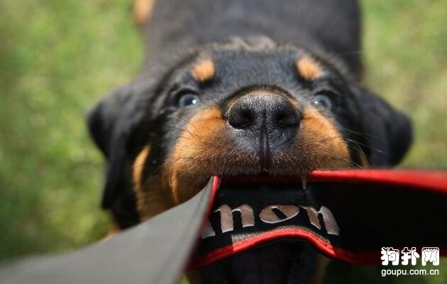 護衛犬有哪些，10大排名告訴你！