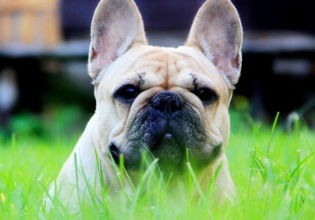 常見的伴侶犬有哪些？十大最佳家庭伴侶犬排名