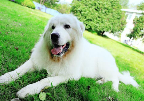 遛狗要為清理糞便買單,武漢牽犬師教狗“走秀”