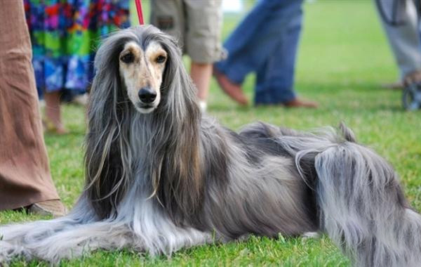 阿富汗的訓練方法-  讓阿富汗犬學會安靜的坐車