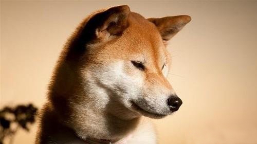 如何訓練秋田犬的服從性,秋田犬的品種及價格介紹
