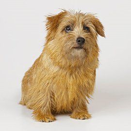 羅福梗的訓練方法-  訓練羅福梗犬的方法