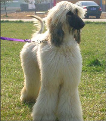 如何訓練阿富汗獵犬,阿富汗獵犬怎么訓練