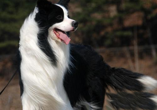 邊境牧羊犬的訓練方法-  邊境牧羊犬的體味重嗎