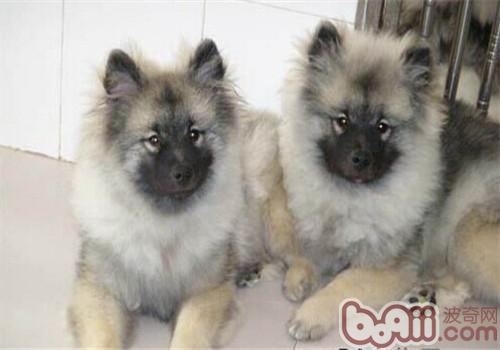 怎么訓練荷蘭毛獅犬上廁所,荷蘭毛獅犬的性格特點
