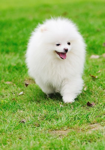 幼犬期狗寶寶的如廁訓練,幼犬期寵物狗狗的如廁訓練