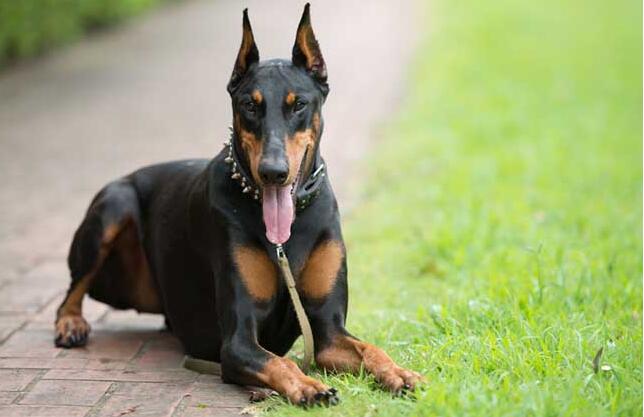 護衛犬有哪些品種？世界十大護衛犬排行榜