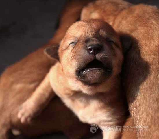 如何訓練博美犬,如何去照顧剛出生的狗狗