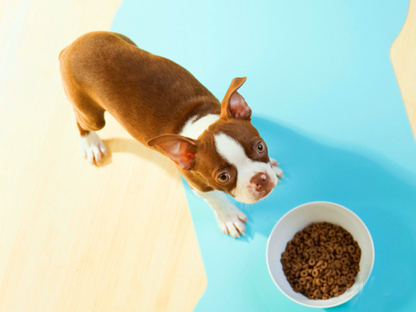 訓練狗狗和善對待客人,成犬期狗狗訓練的基本方法