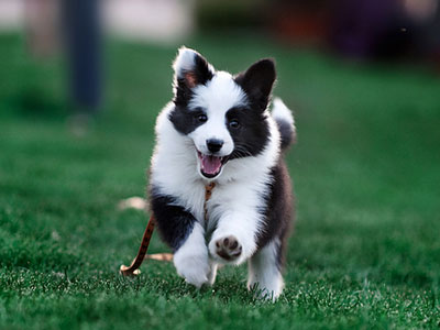 邊境牧羊犬的訓練方法-  邊境牧羊犬養公的好還是母的好（圖）