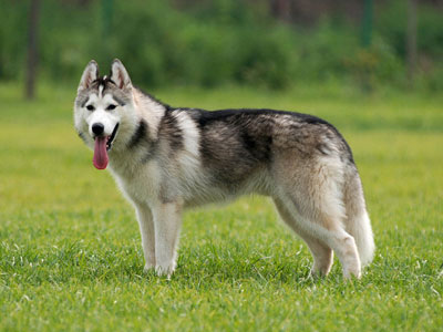 哈士奇幼犬怎么訓練,你所不知道的一只真實哈士奇