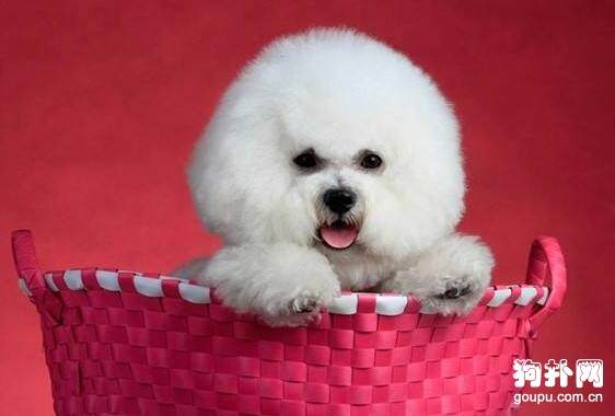 4種最適合家庭飼養的小型犬，你喜歡哪一種？