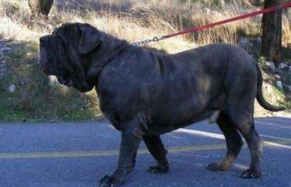 護衛犬有哪些品種？世界十大護衛犬排行榜