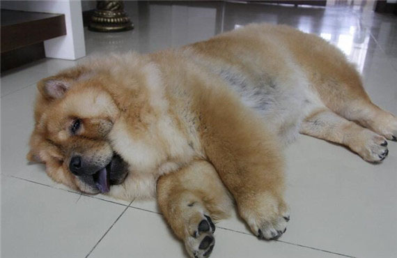 松獅犬最佳訓練時期是什么時候