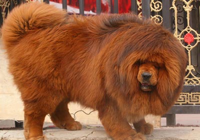 藏獒淚痕,藏獒可以訓練嗎