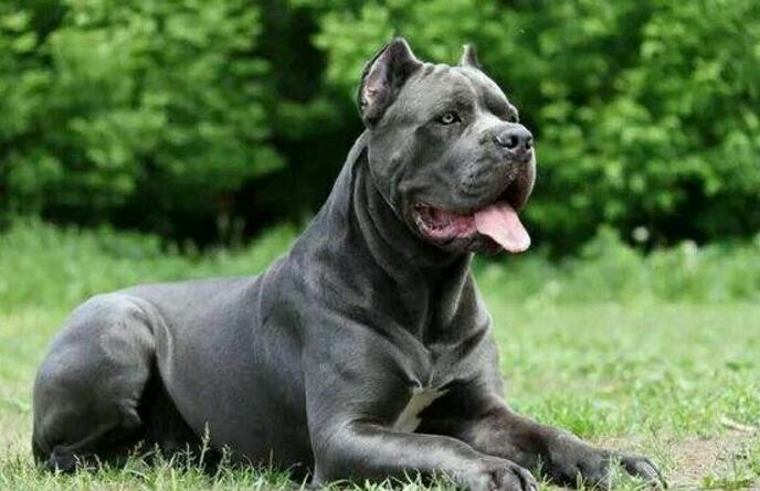 護衛犬有哪些品種？世界十大護衛犬排行榜
