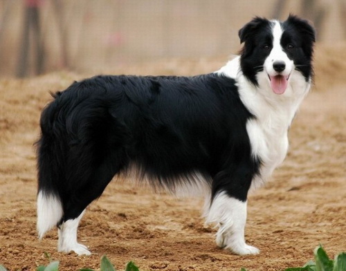 智商居首的邊境牧羊犬訓練,怎么給邊境牧羊犬起名