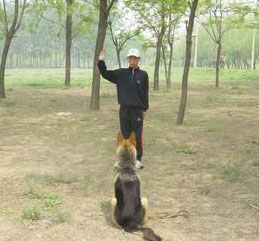 怎么訓練狗狗聽話呢,關于訓練小型犬的四個方向