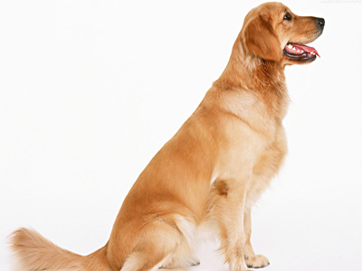 金毛犬的訓練方法-  如何用狗繩馴金毛犬