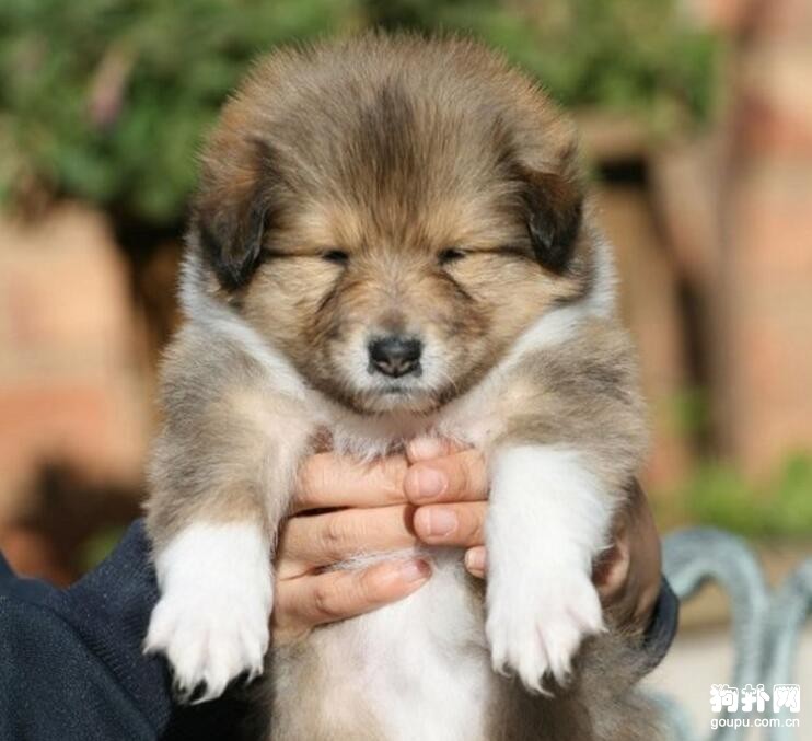 蘇牧多少錢一只，蘇格蘭牧羊犬價格大盤點