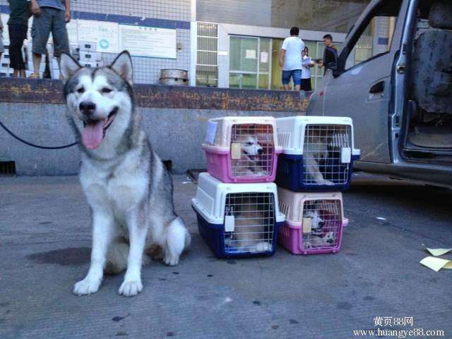 辦理狗狗托運,需要什么手續 辦理<a href=/zhonglei/gou/ target=_blank class=infotextkey>狗</a>狗托運,需要什么手續