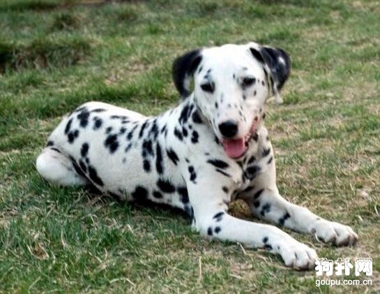 哪種大型犬最適合家養，盤點適合家養的10種大型犬