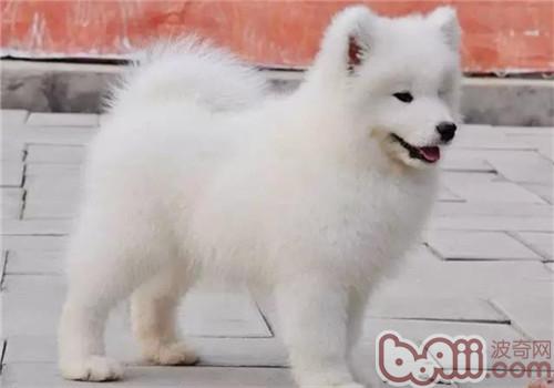訓練狗狗不亂咬東西方法要用對,為什么有的狗狗愛咬人
