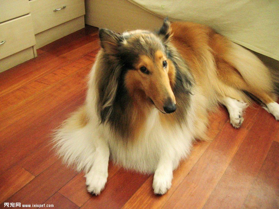 蘇格蘭牧羊犬的訓練方法,如何訓練蘇格蘭牧羊犬看家