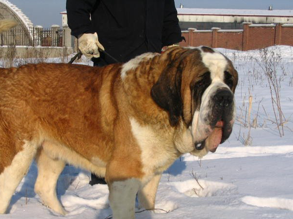訓練圣伯納犬的拒食訓練方法,圣伯納犬怎么訓