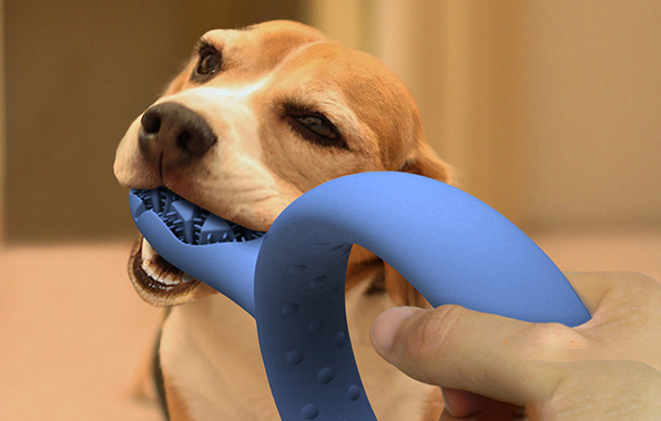 柯基犬的訓練方法-  柯基犬的飼養要點