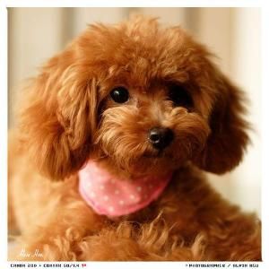 關于泰迪犬運動及訓練及養護常識
