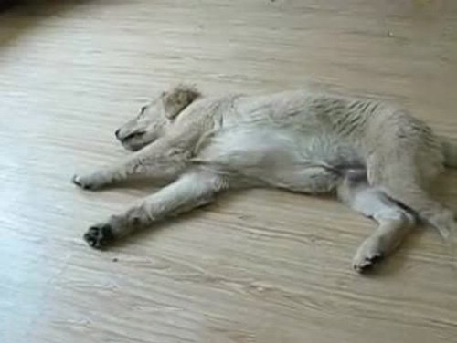 訓練狗狗裝死,夏日狗狗健康飲食小知識