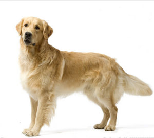 純種金毛犬特征有哪些 怎么挑選狗狗