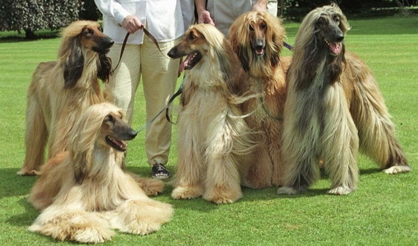 阿富汗的訓練方法-  怎么給阿富汗犬布置狗窩