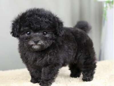 泰迪犬的訓練方法-  如何訓練泰迪犬打滾兒