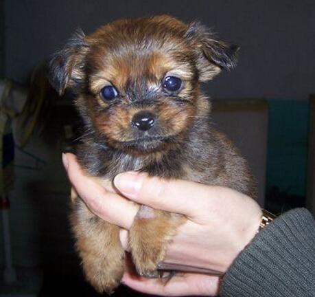 中國人最喜歡飼養的寵物犬都有哪些?