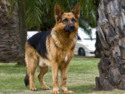 訓練德國牧羊犬翻滾,怎樣訓練德國牧羊犬