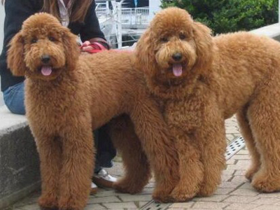 貴賓犬的訓練方法-  訓練巨型貴賓犬臥下的方法